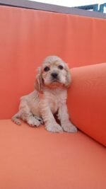 Cocker Spaniel Puppy For Sale in Dubai - Image 2