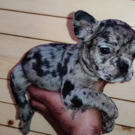 Blue Merle French Bulldog Puppy For Sale