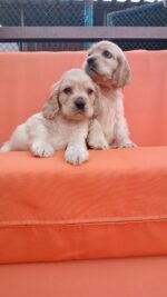 Cocker Spaniel Puppy For Sale in Dubai - Image 3