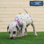 Dalmatian Puppy For Sale - Image 2