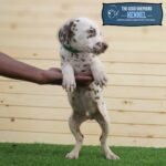 Dalmatian Puppy For Sale - Image 8