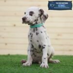 Dalmatian Puppy For Sale - Image 4