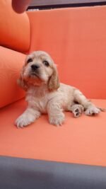 Cocker Spaniel Puppy For Sale in Dubai - Image 4