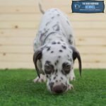 Dalmatian Puppy For Sale - Image 6