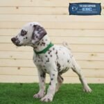 Dalmatian Puppy For Sale - Image 7