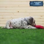 Dalmatian Puppy For Sale - Image 5