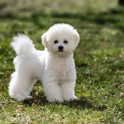 Bichon Frise Puppy For Sale