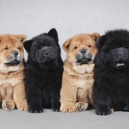 Chow Chow Puppy For Sale