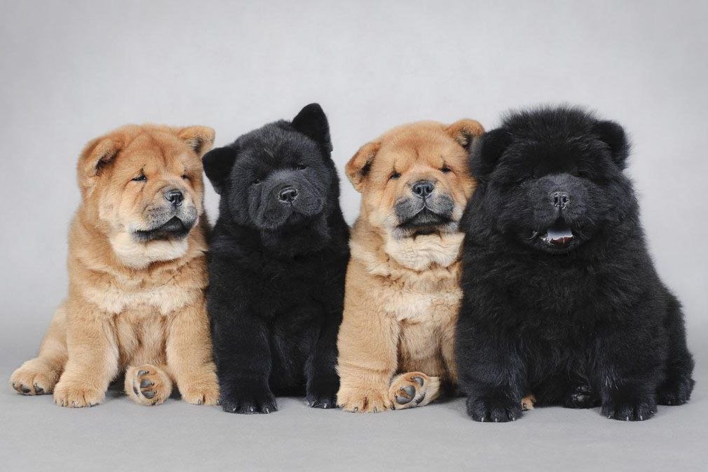 5886242375997703608.jpg Chow Chow Puppy For Sale - Image 1