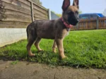 Belgian Malinois Price Buy Now Belgian Malinois Puppy For Sale