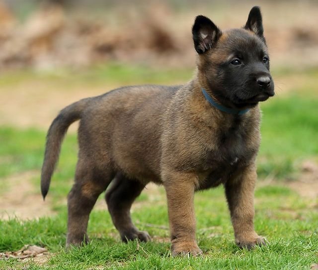 Belgian Malinois Puppy For Sale Belgian Malinois Puppy For Sale uae