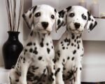 Dalmatian Puppy For Sale