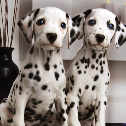 Dalmatian Puppy For Sale