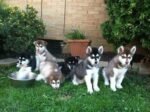 Giant Alaskan Malamute Puppy for Sale