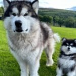 Giant Alaskan Malamute Puppy for Sale