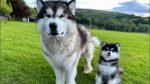 Giant Alaskan Malamute Puppy for Sale