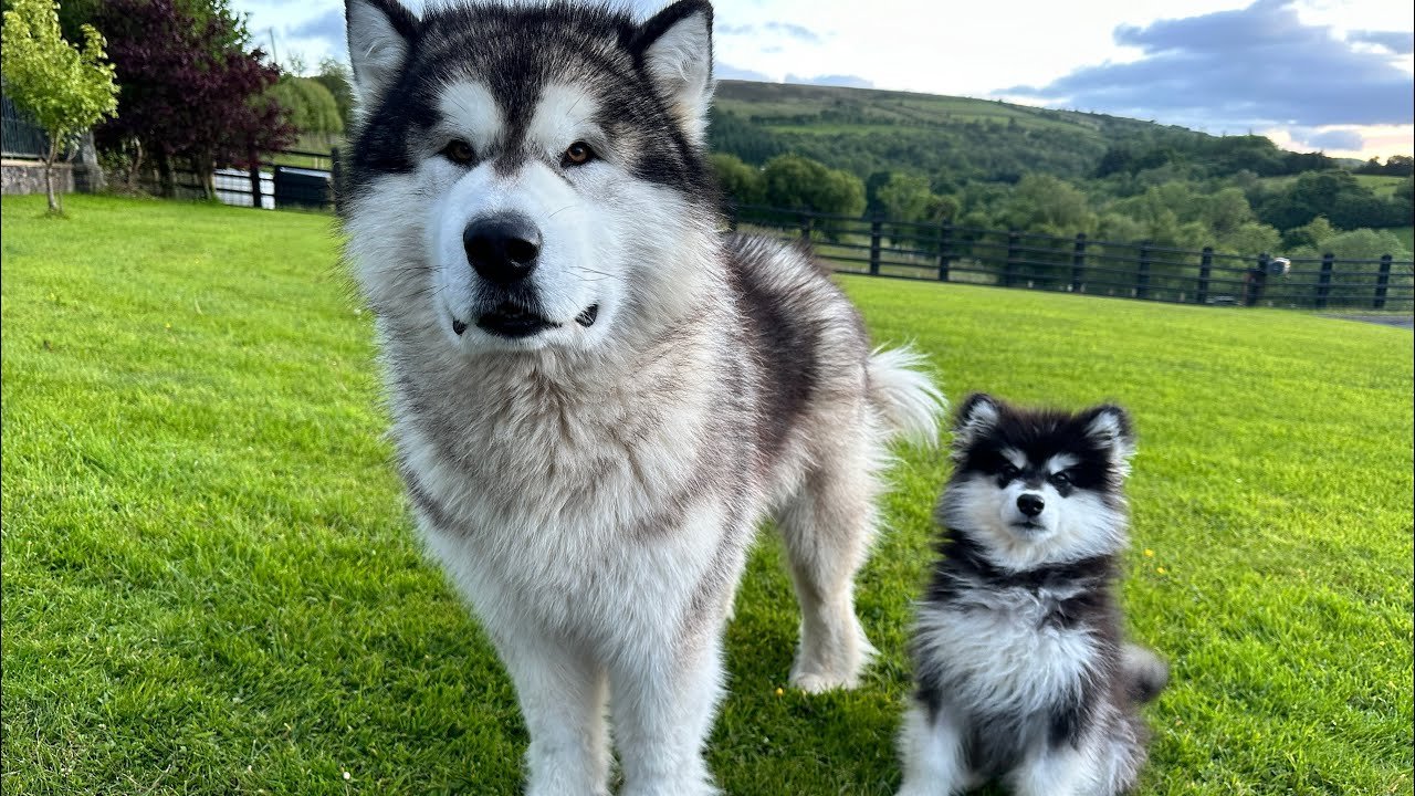 Giant Alaskan Malamute Puppy for Sale (2) Giant Alaskan Malamute Puppy for Sale