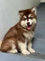 Giant Alaskan Malamute Puppy for Sale - Image 2