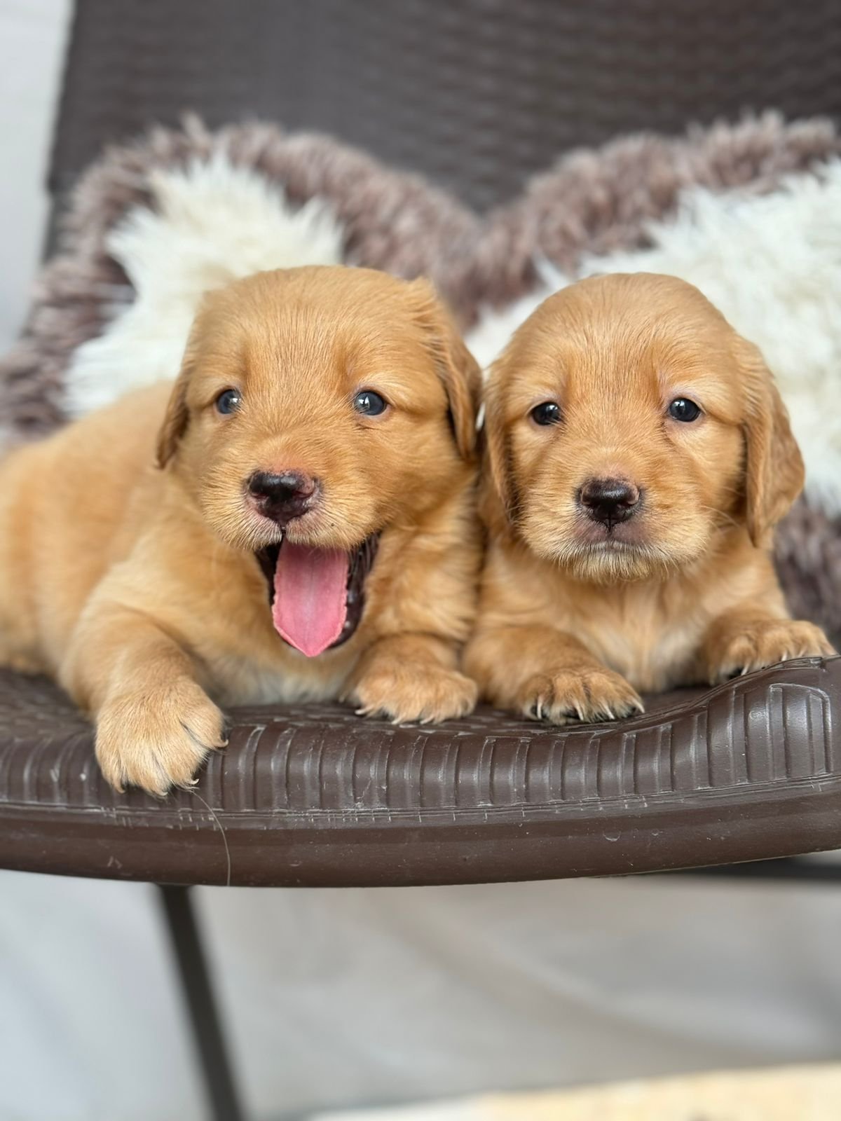 Golden Retriever Dubai Puppy For Sale Golden Retriever Dubai Puppy For Sale