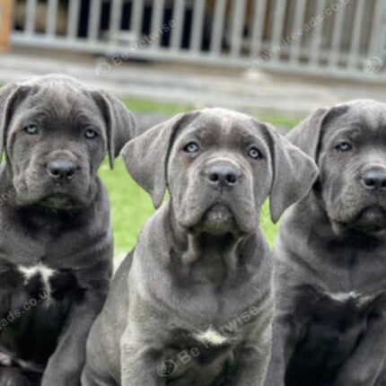 Cane Corse Puppy For Sale