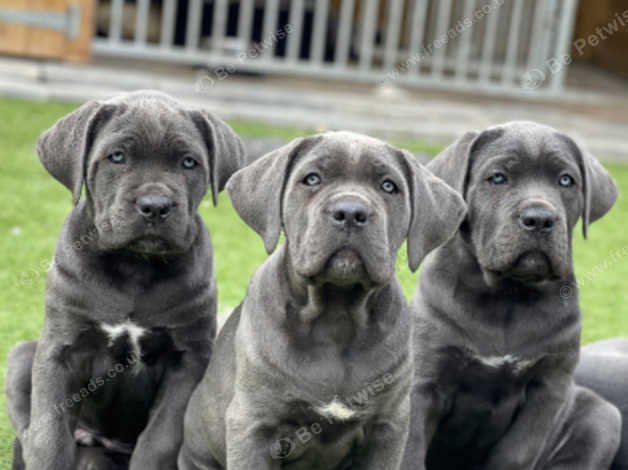 IMG-20250623-WA0014.jpg Cane Corse Puppy For Sale - Image 1