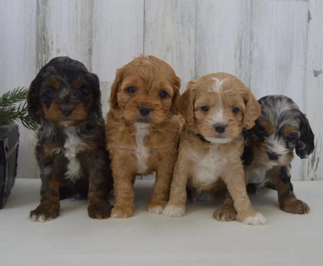IMG-20250623-WA0016.jpg Cockapoo Puppy For Sale - Image 1