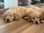 Golden Retriever Dubai Puppy For Sale - Image 3