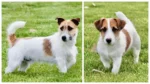 Jack Russell Puppy For Sale