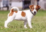 Jack Russell Puppy For Sale