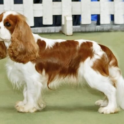 Cavalier King Charles Spaniel Puppy For Sale