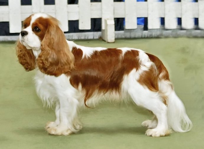 SUPASHOTS.COM Cavalier King Charles Spaniel Puppy For Sale - Image 1