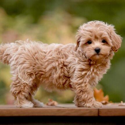 Maltipoo for Sale | Maltipoo for Sale Dubai at best price