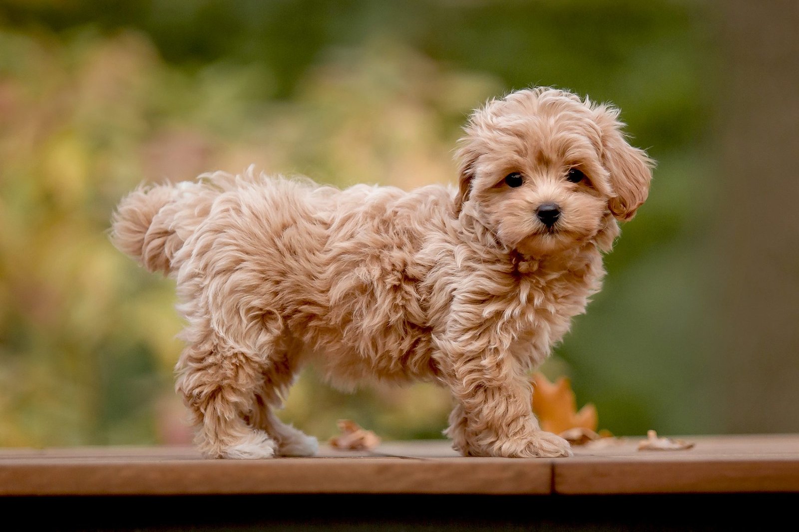 Maltipoo for Sale | Maltipoo for Sale Dubai at best price Maltipoo for Sale | Maltipoo for Sale Dubai at best price
