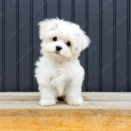 Maltese Puppy For Sale