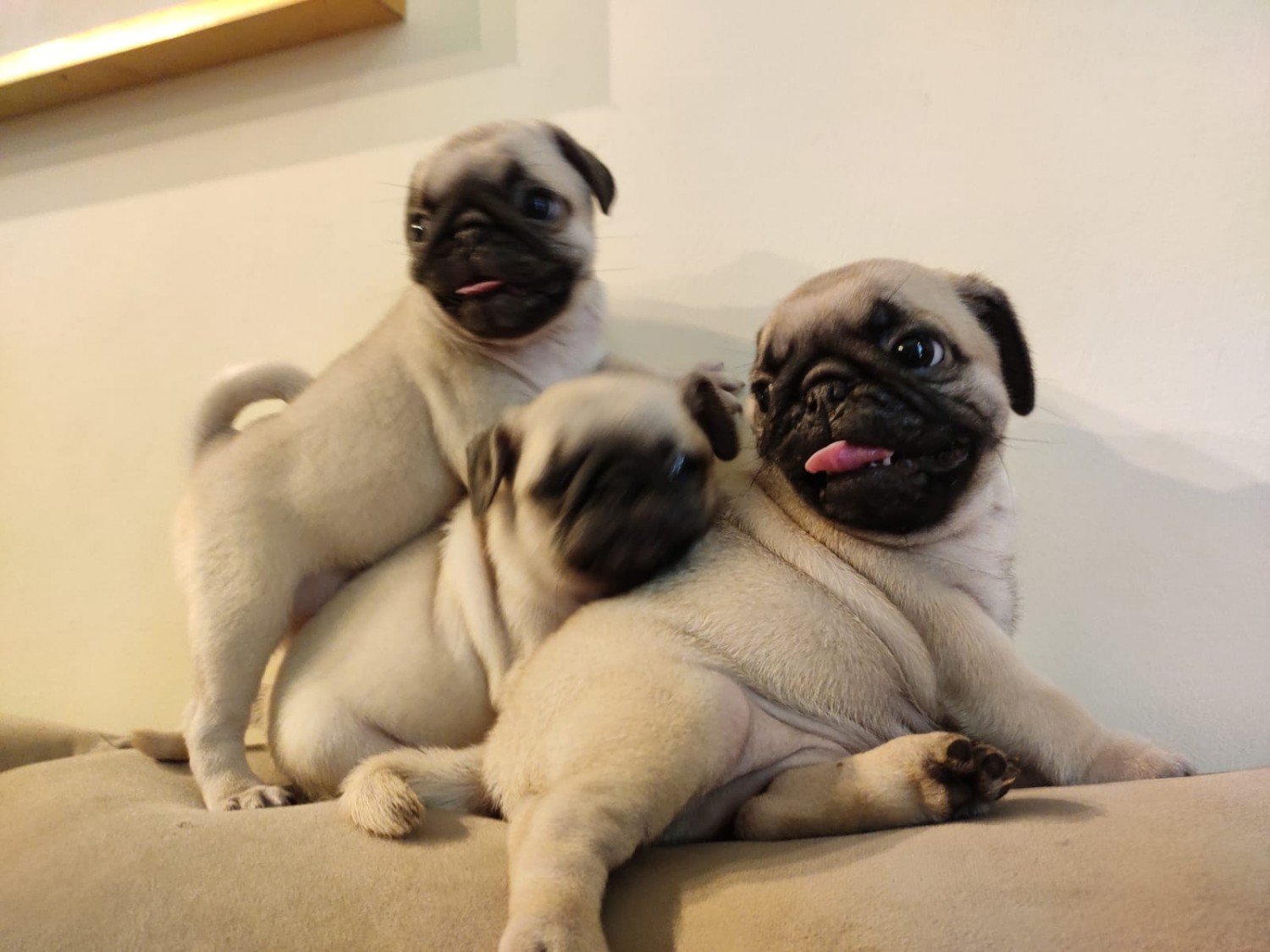 Pug Puppy For Sale Pug Puppy For Sale in uae dubai