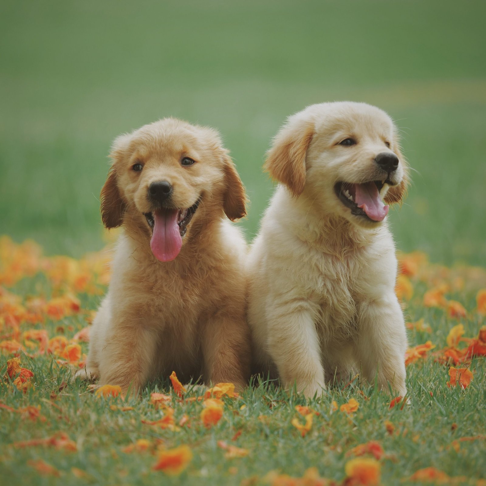 Puppies for Sale | Puppies For Sale in UAE | Puppies For Sale UAE