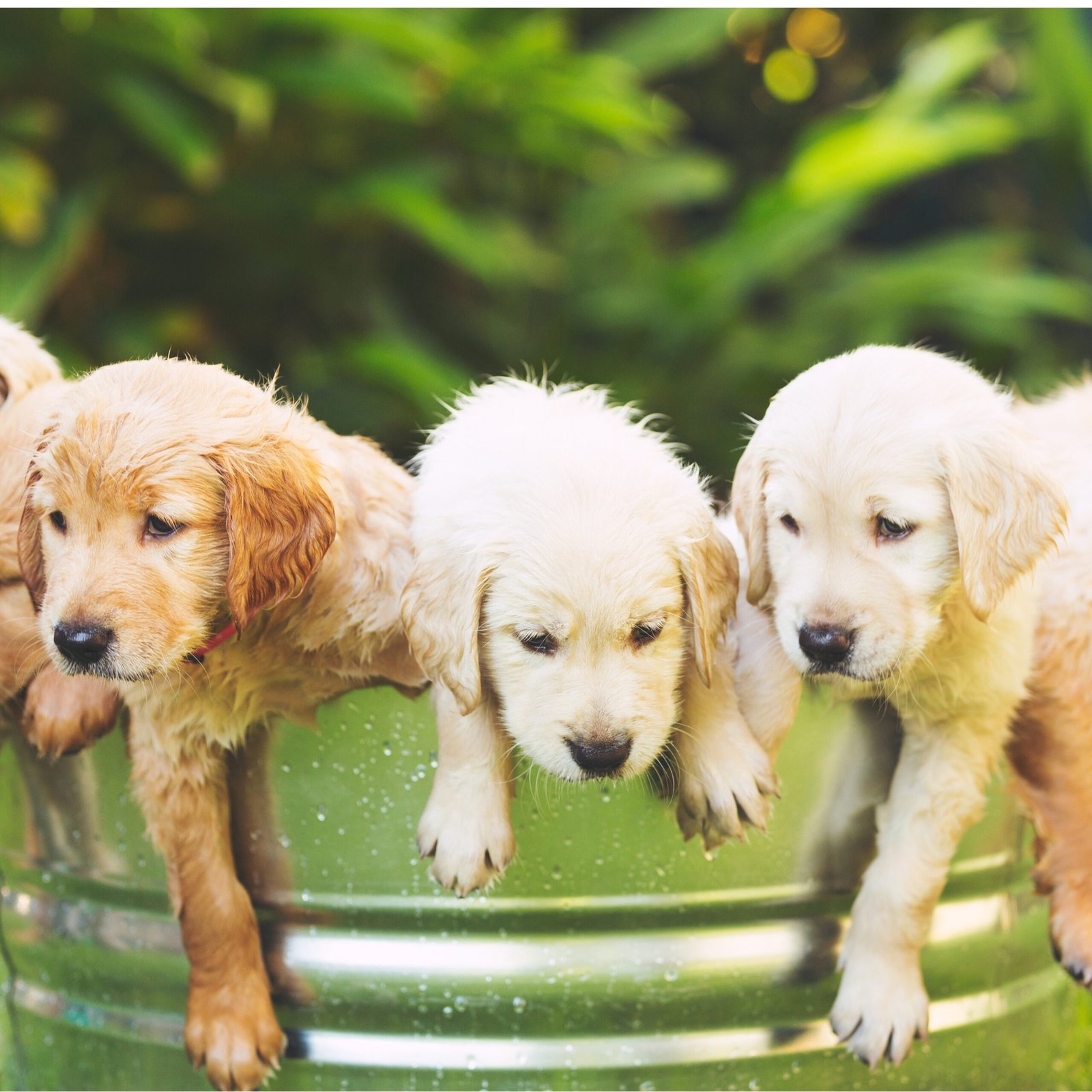 Puppies for Sale | Puppies For Sale in UAE | Puppies For Sale UAE