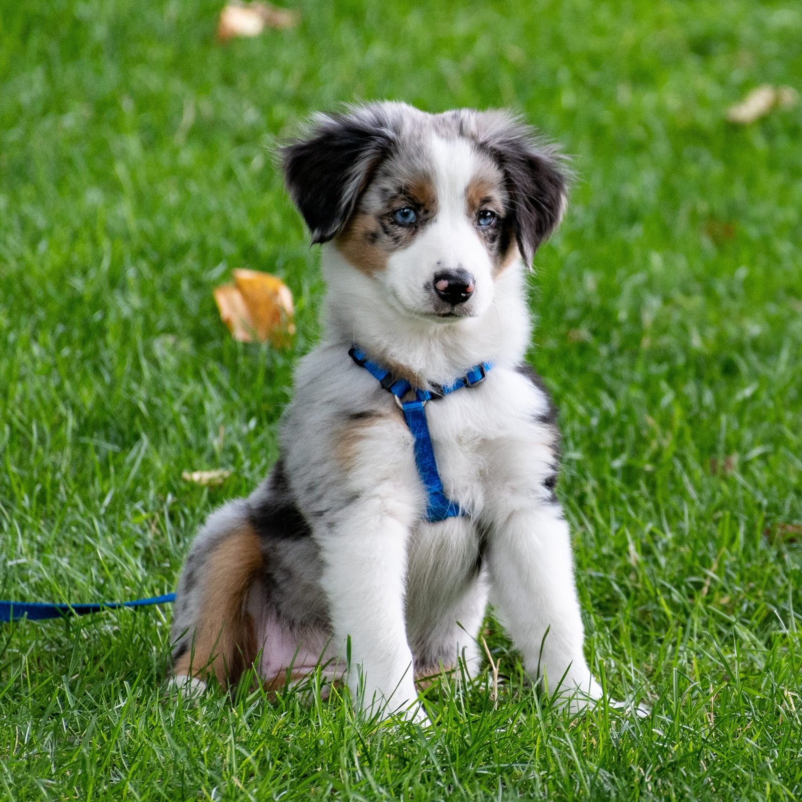 Puppies for Sale | Puppies For Sale in UAE | Puppies For Sale UAE