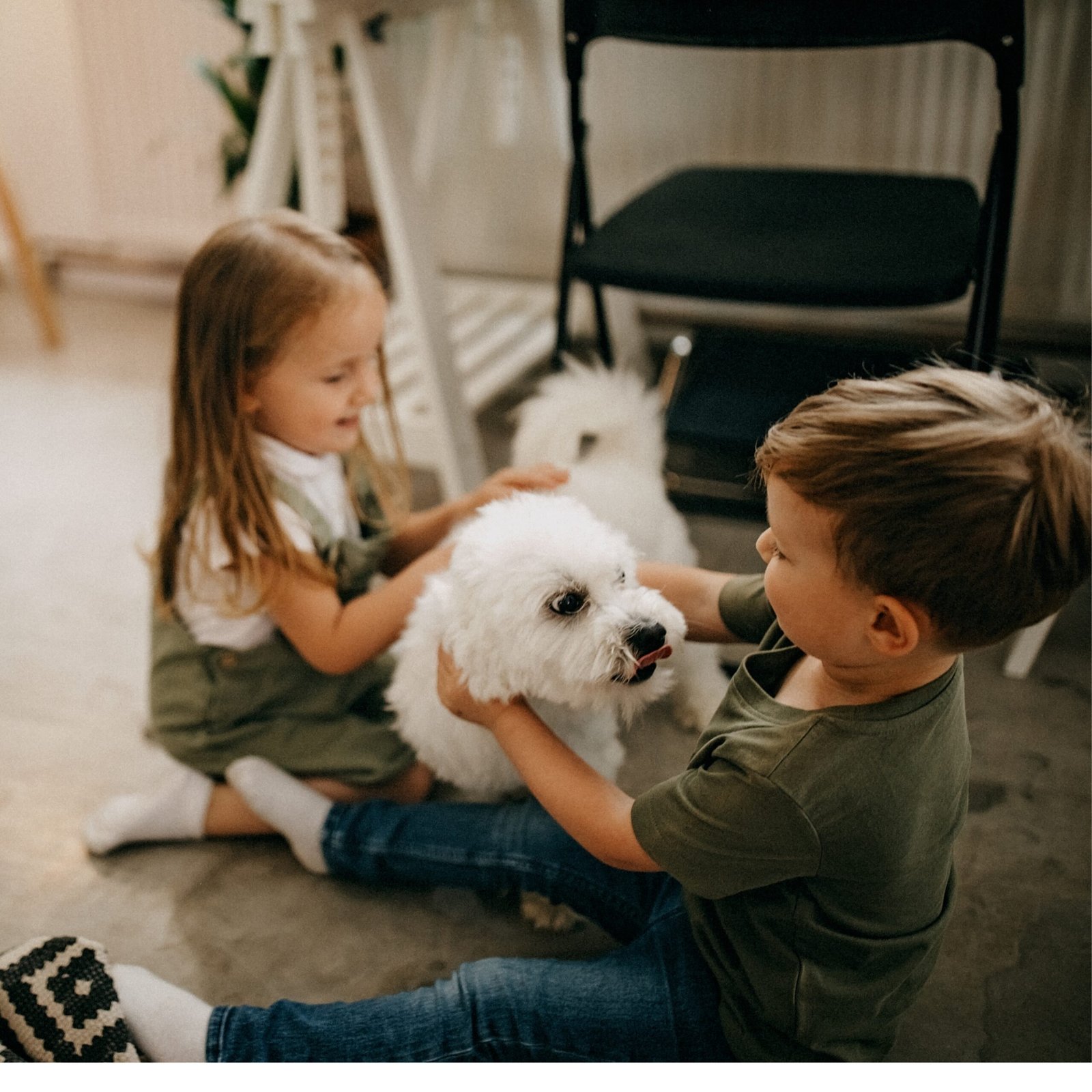 Puppies for Sale | Puppies For Sale in UAE | Puppies For Sale UAE