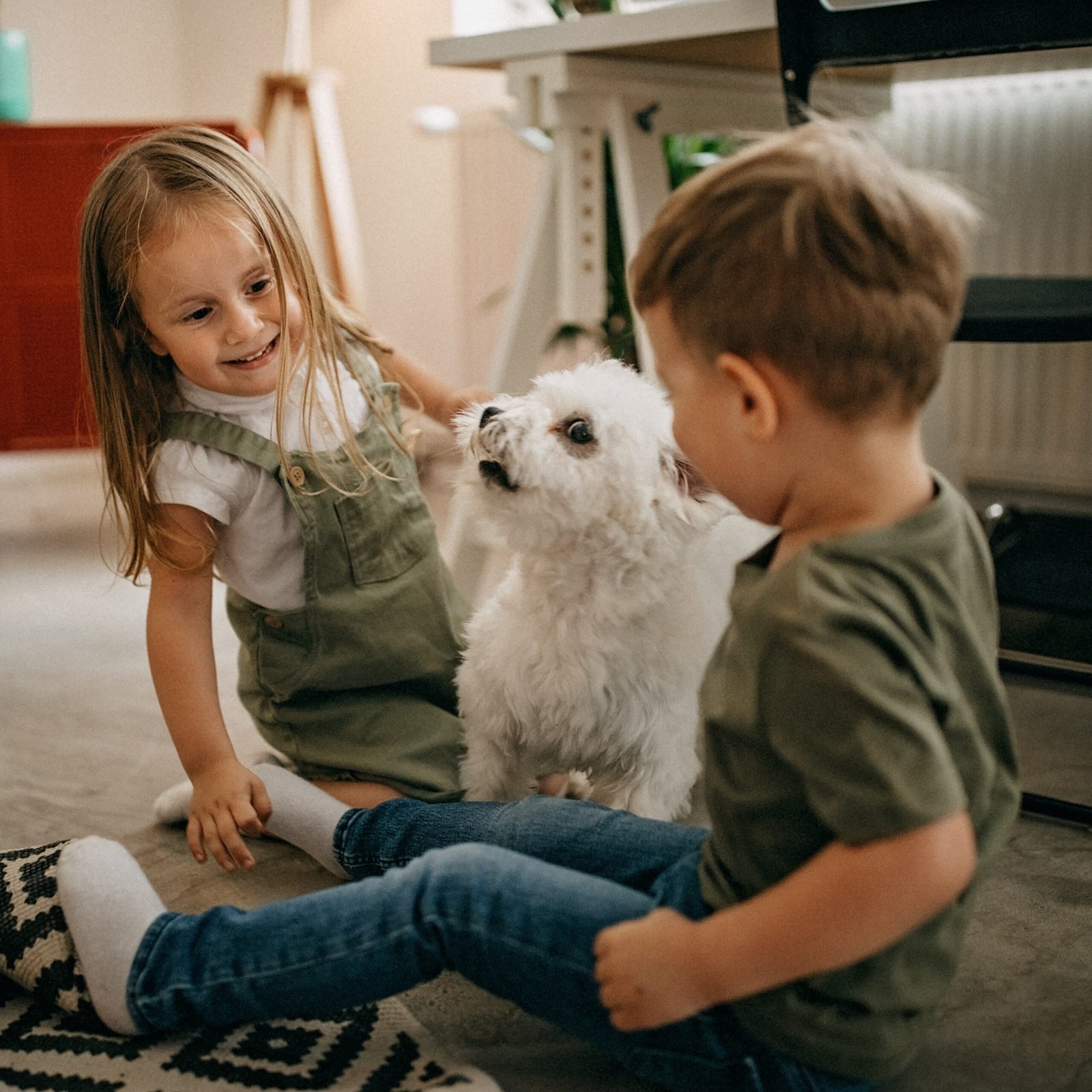 Puppies for Sale | Puppies For Sale in UAE | Puppies For Sale UAE