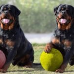 Rottweiler Puppy for Sale | Know Now rottweiler price in UAE in 2026