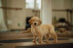 Golden Retriever Dubai Puppy For Sale - Image 2