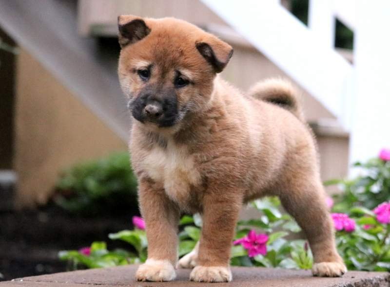 Shiba Inu Puppy for Sale in UAE Shiba Inu Puppy for Sale