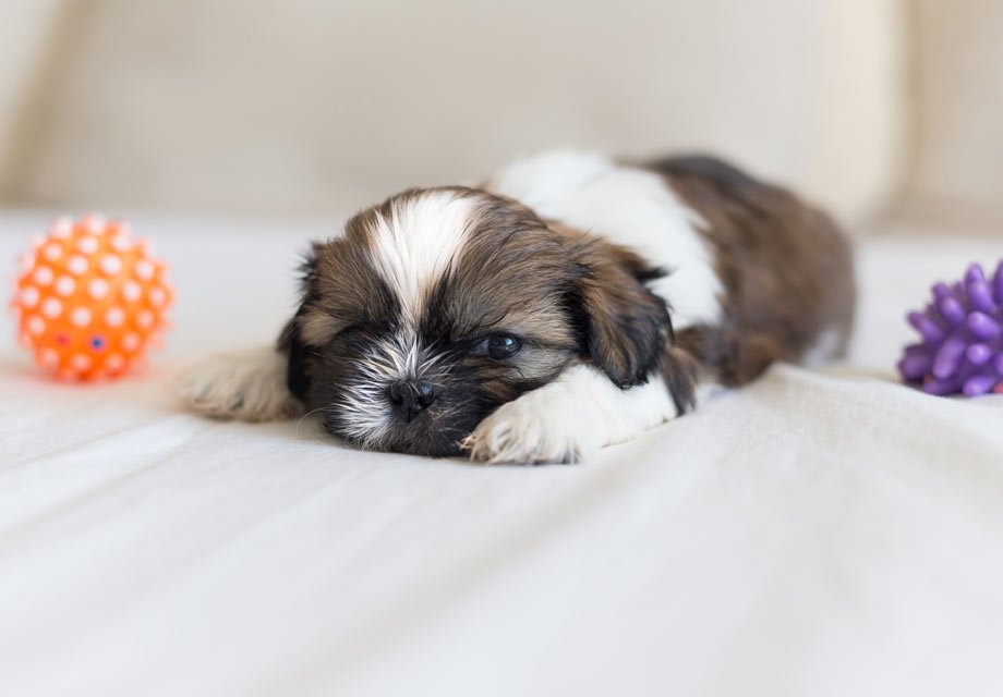 Shih Tzu Puppy for sale Shih Tzu Puppy for sale