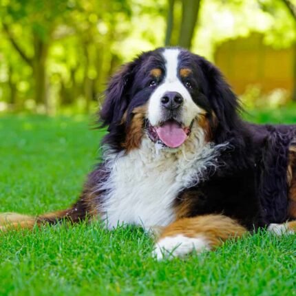 Bernese Mountain Puppy For Sale
