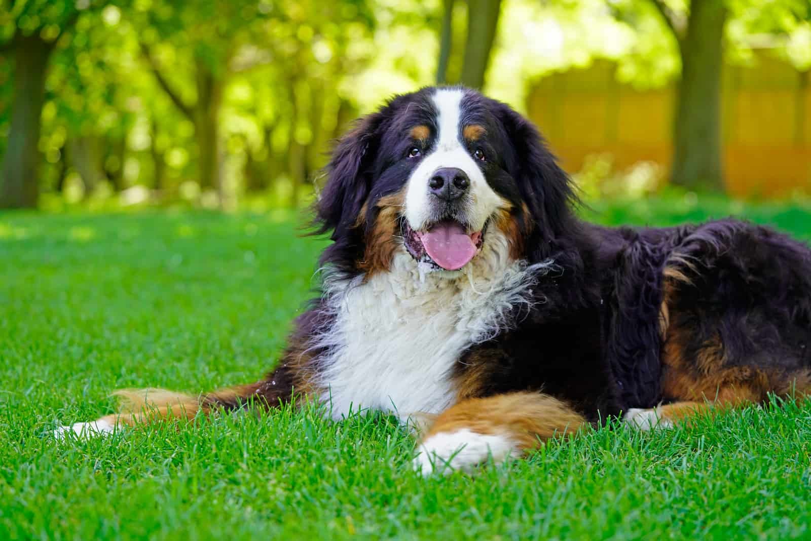 Top-44-Cutest-Bernese-Mountain-Dog-Mixes-Of-All-Time-1.jpg Bernese Mountain Puppy For Sale - Image 1