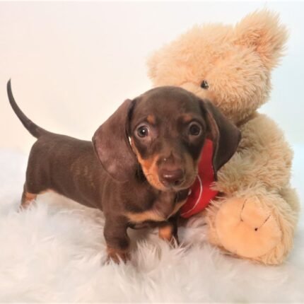 Dachshund Merle Puppy For Sale