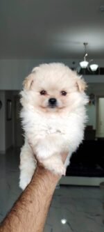 Imported Pomeranian Puppy For Sale