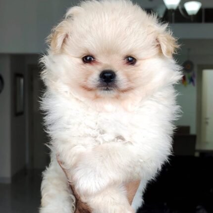Imported Pomeranian Puppy For Sale