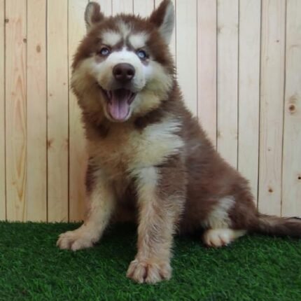 Husky Puppy For Sale
